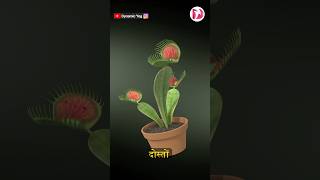 मांसाहारी पौधा  Venus Fly trap [upl. by Laval8]