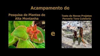 Acampamento de Pesquisa de Plantas e Testes das Novas Facas Tora [upl. by Sluiter]