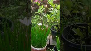 Flowering plants flowers nature youtubeshortsvideo [upl. by Anitsirhcairam]