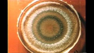 70 Trichoderma Growth Rings [upl. by Wurst]