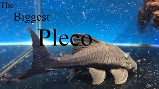 7 Largest Plecos Hypostominae How big will my pleco grow [upl. by Krantz]