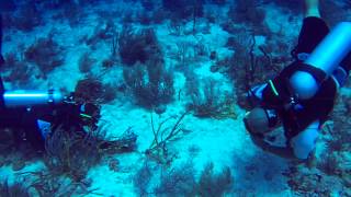 Dive Site The Point Roatan Honduras [upl. by Marcel]