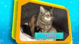 Ep 1  Cat Health Upper Respiratory Infections [upl. by Liw978]