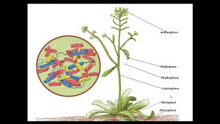 Rhizosphere Vs Phyllosphere [upl. by Nelle]