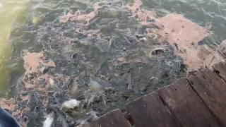 Pangasius fish farming  Pangasius catfish fish farming  Pangasius fish farming business [upl. by Trela]