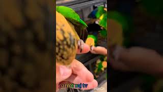 Caique baby new come madam Taiwan [upl. by Ahsiekam601]