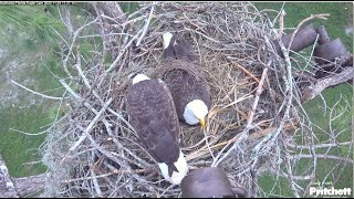 SWFL Eagles  M15 Puts Grass On F23 To See If She Laid An Egg He KNEW It Was On Its Way ♥ 112423 [upl. by Deborah]