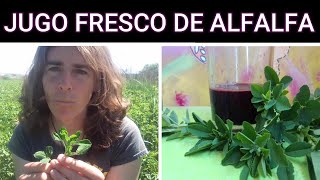 ALFALFA propiedades y beneficios Jugo fresco [upl. by Ybbil]