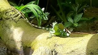 Green Basilisk Lizard  River Wonders Singapore [upl. by Raman]