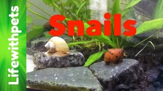 FAQ on Snails Part 1 [upl. by Wolenik219]