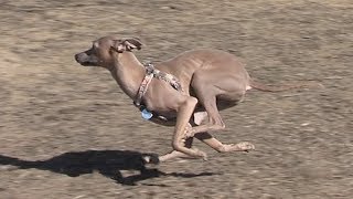 Italian Greyhound running in slow motion  Taz [upl. by Atnovart863]