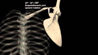 Scapulohumeral Rhythm Shoulder Abduction with Muscular Analysis [upl. by Karol]