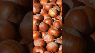 Cleaning and drying hazelnuts after harvest [upl. by Cardie]