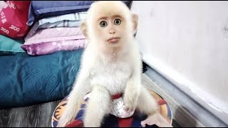 My Adopted baby monkey [upl. by Ellesor]