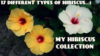 17 Different Types of Hibiscus Flowers in My Garden [upl. by Ahcim990]