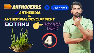 Anthoceros  Antheridia and antheridial development UrduHindi by Mushtaq Saqib [upl. by Naid107]