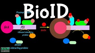 BioID  Proximal Labelling  Proximity Dependent Biotinylation   Proximity Ligation Assay [upl. by Zetrom754]