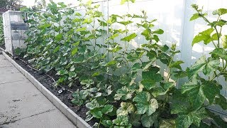 Pumpkins grow on trellis in small garden [upl. by Eiddam]