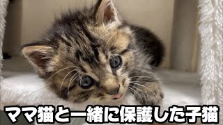 子猫たちの性格に突然現れた個性に幸せな気持ちになりました。 [upl. by Ailat422]