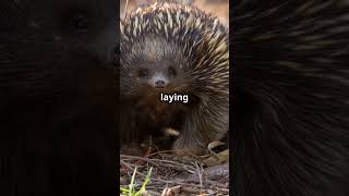 Echidnas The EggLaying Mammals with Superpowers 🦔 shorts facts echidna [upl. by Amoihc]