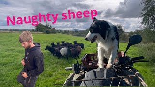 Incredible young border collie herding difficult sheep amazing dog cam [upl. by Nitsew890]