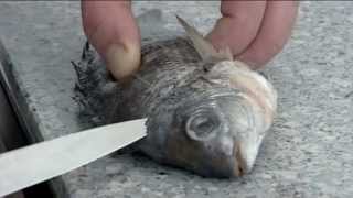 How to fillet a Sea Bream  214 [upl. by Aremahs]