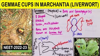 What is Gemmae in Marchantia Liverwort  Plant Kingdom Class 11 in Hindi  NEET 2022  2023 [upl. by Kcolttam]