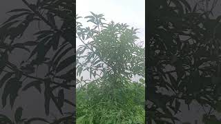 Mangifera indica Plant 🍀☘️🍃 [upl. by Ayaj]