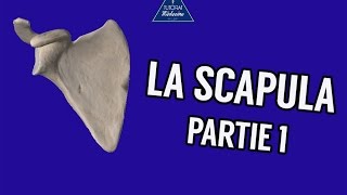 La Scapula  Partie 1 [upl. by Nylsaj232]