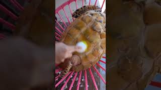 tortuga carey fypシ゚viral turtle tortugasmarinas shortvideos fy fypage fypシ゚ [upl. by Primrosa710]