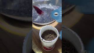 My Betta Fish is not eating pellets bettafish betta aquarium hindi [upl. by Korff398]