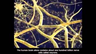 Nervous System and Action Potential Part 1  Lecture 9a [upl. by Akcimahs]