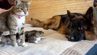 The First Thing Newborn Kittens See Is a Gentle German Shepherd [upl. by Ynnod84]