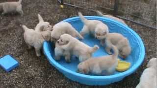 5 week old golden retriever puppies really mad when someone doesnt fill their pool [upl. by Zarger266]