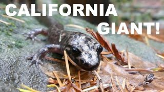 CALIFORNIA GIANT SALAMANDER and Newt Amplexus [upl. by Hcelemile]