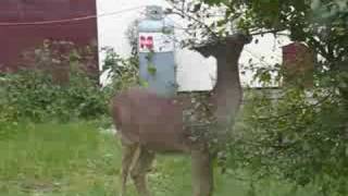 Ontario Whitetail Deer  Rainy River Spike Buck Harris Hill Resort [upl. by Ronda519]