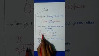 Types Of Fruits  Morphology Of Flowering Plant  Class 11th [upl. by Ycart620]