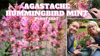 Agastache Hummingbird Mint Plant Care 🌿 [upl. by Sari577]