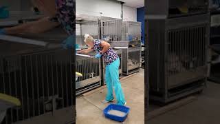 ACWHCC AVS How to do a BASIC cat cage cleaning [upl. by Modesty50]