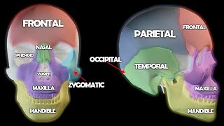 Skull Anatomy 101 [upl. by Rojas660]