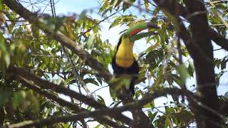 Tucán Pico Iris cantando en las ramas suscribete [upl. by Wit323]