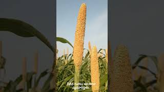 Pennisetum glaucum గంటెలు పంట or సజ్జలు పంట [upl. by Akeenat]