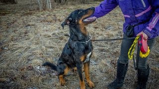 Beauceron [upl. by Derna]