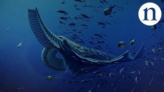 Gentle giants of the Cambrian [upl. by Lanie]