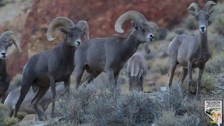 Desert bighorn sheep 2015 [upl. by O'Doneven828]