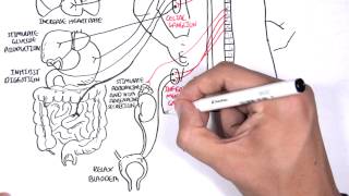 Neurology  Autonomic Nervous System [upl. by Feingold]