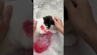 OMG 😱 My Cat 😿🩸 cat catvideos pets animals foryou shots [upl. by Bridie]