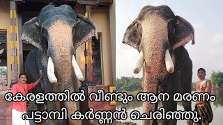 വീണ്ടുമൊരു ആന മരണം കേരളത്തിൽ  Pattambi sagar karnan elephant  Elephant died in kerala [upl. by Johannah]