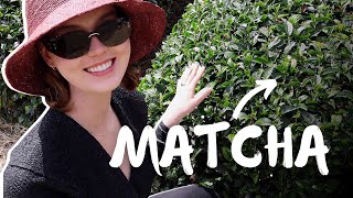 What makes Matcha special I traveled to Japan to find out [upl. by Salamone42]