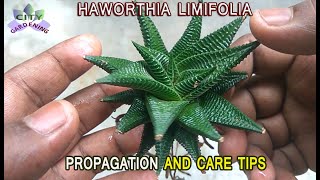 HAWORTHIA LIMIFOLIA propagation through offset division and Care Tips [upl. by Caplan915]